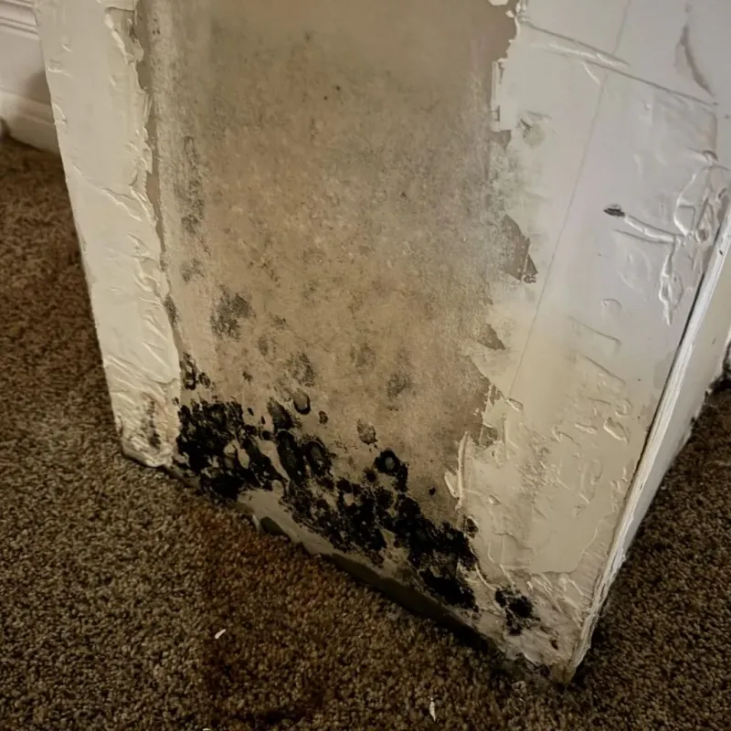 Professional Mold Removal in Jeffersonville, IN